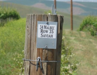 Seven Hills Vineyard 1